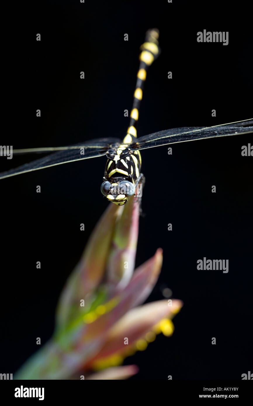 Ictinogomphus Rapax. Indische Clubtail Libelle. Indien Stockfoto