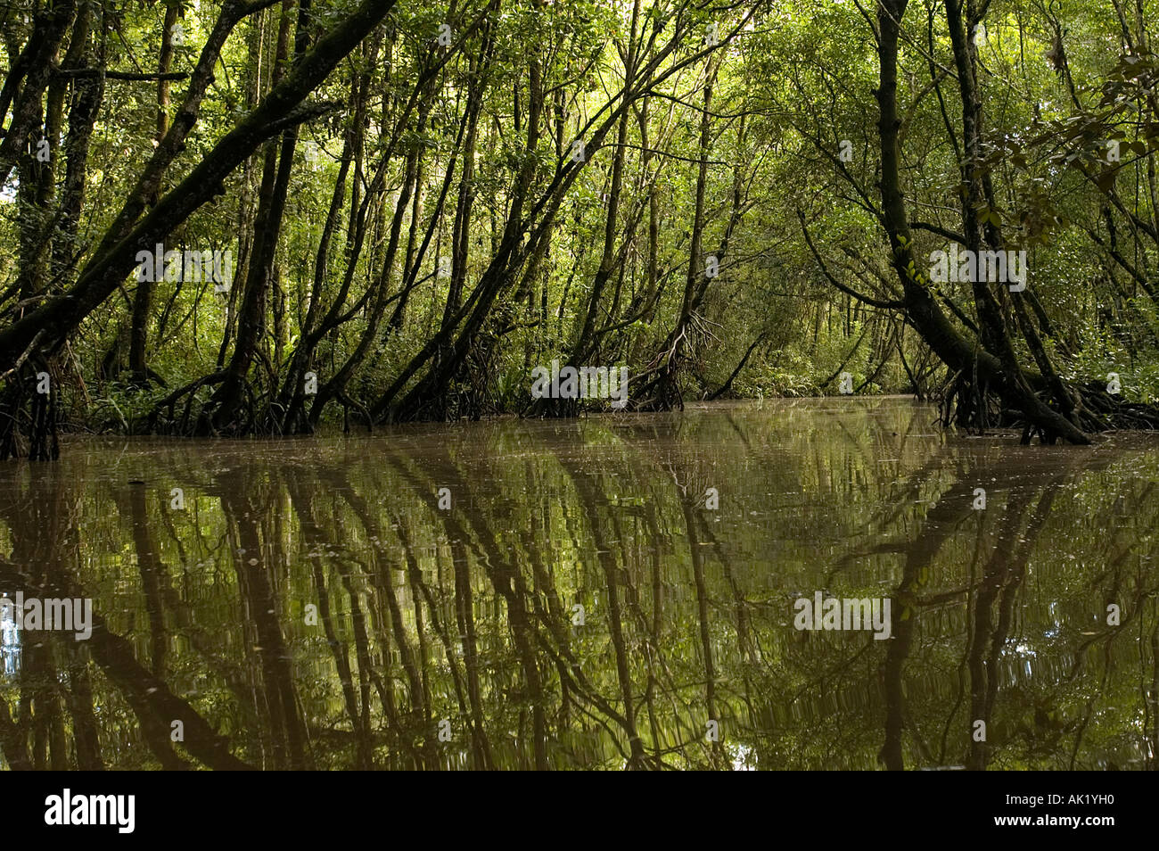 Malerische Aussicht auf dichten Mangrovenwäldern von Irian Jaya, Indonesien. Stockfoto