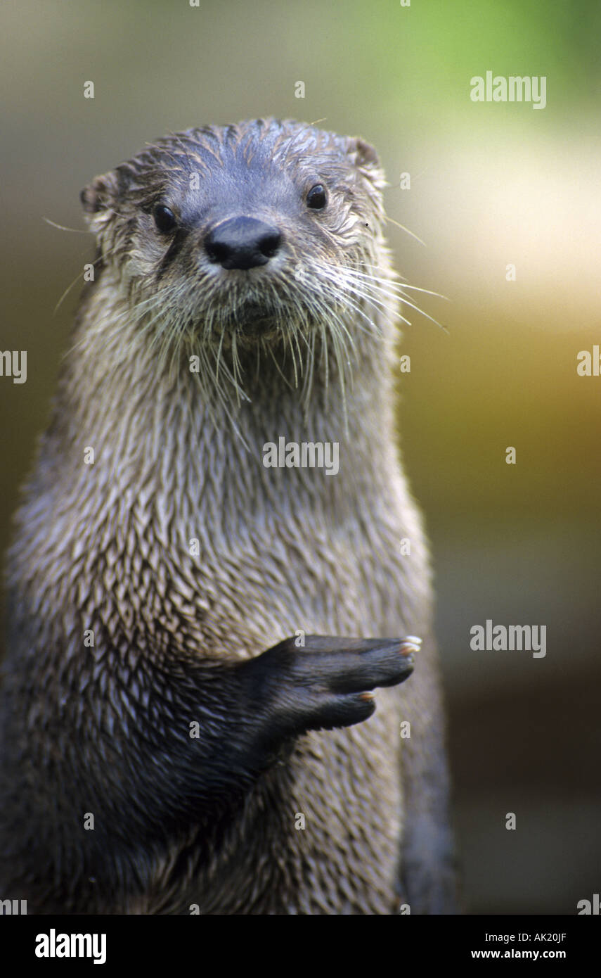 Nordamerikanischer Fischotter Lontra Canadensis in Gefangenschaft Stockfoto