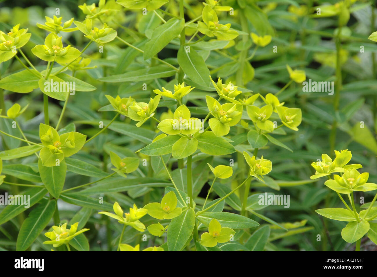 Sommer blühende Wolfsmilch mit leuchtend gelben Blüten Hochblätter Stockfoto