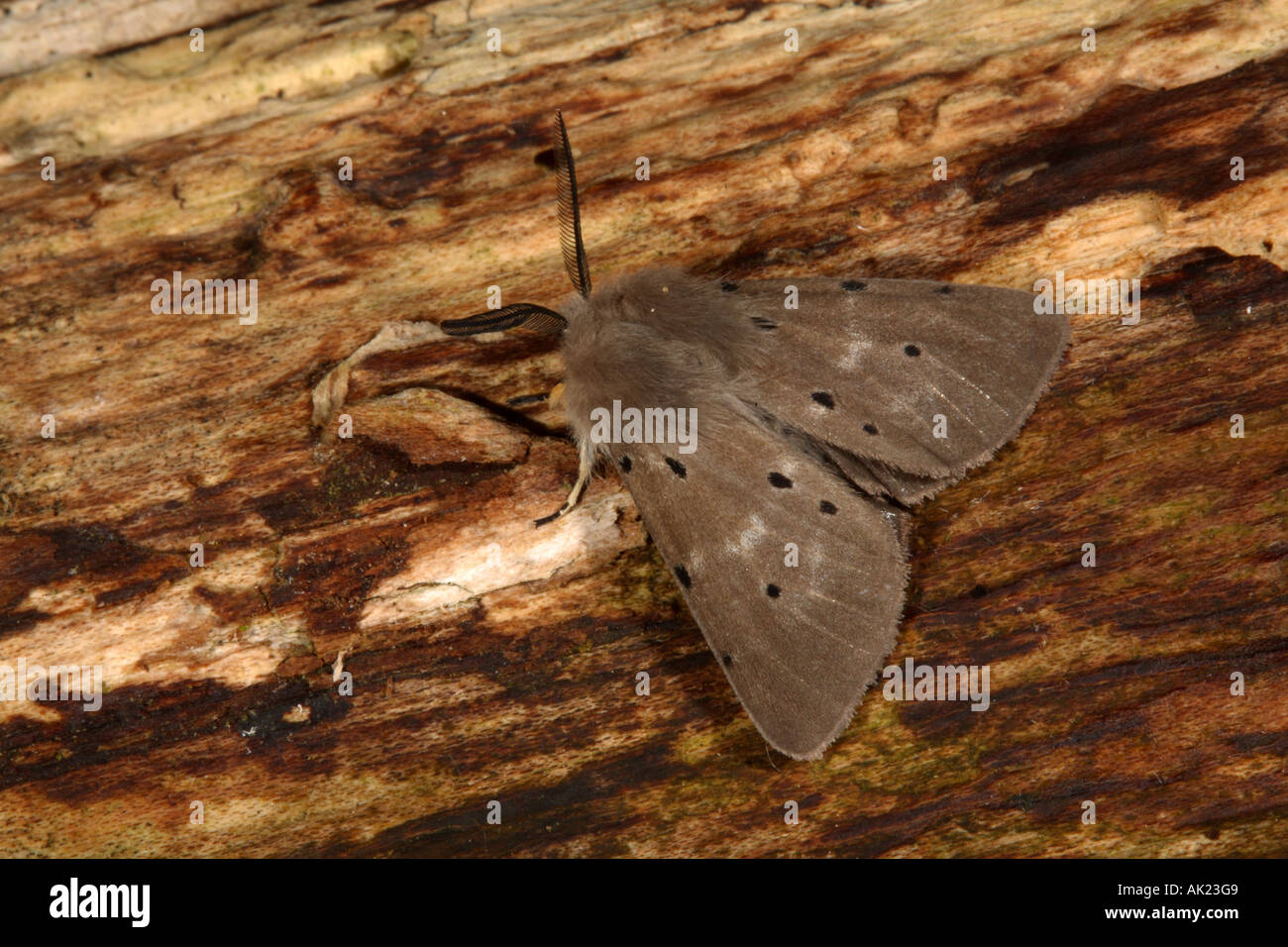 Musselin Motte Diaphora Mendica ruht auf einem Baumstamm Cornwall Stockfoto