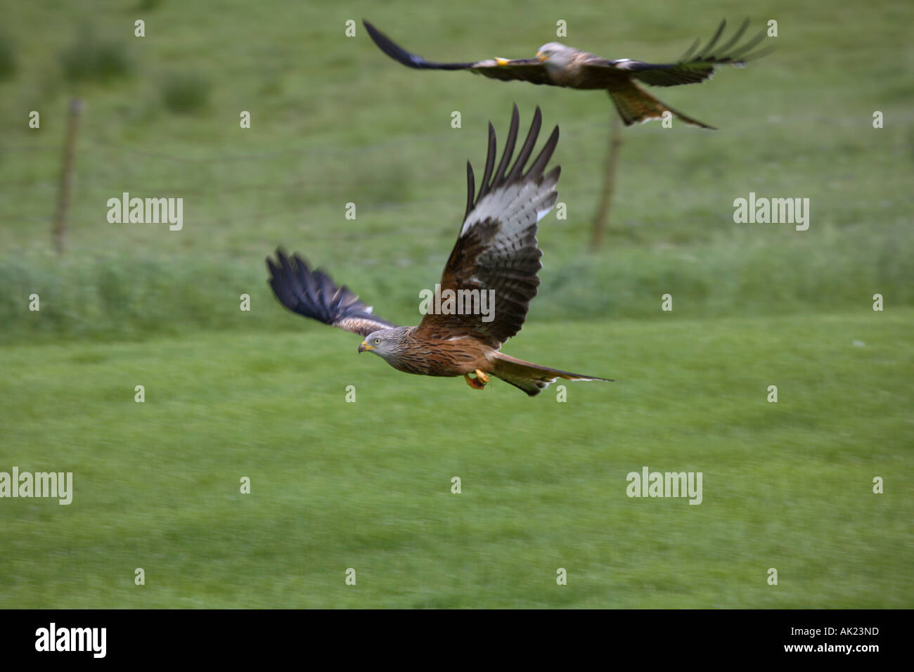 paar rote Drachen Milvus Milvus in Flug wales Stockfoto