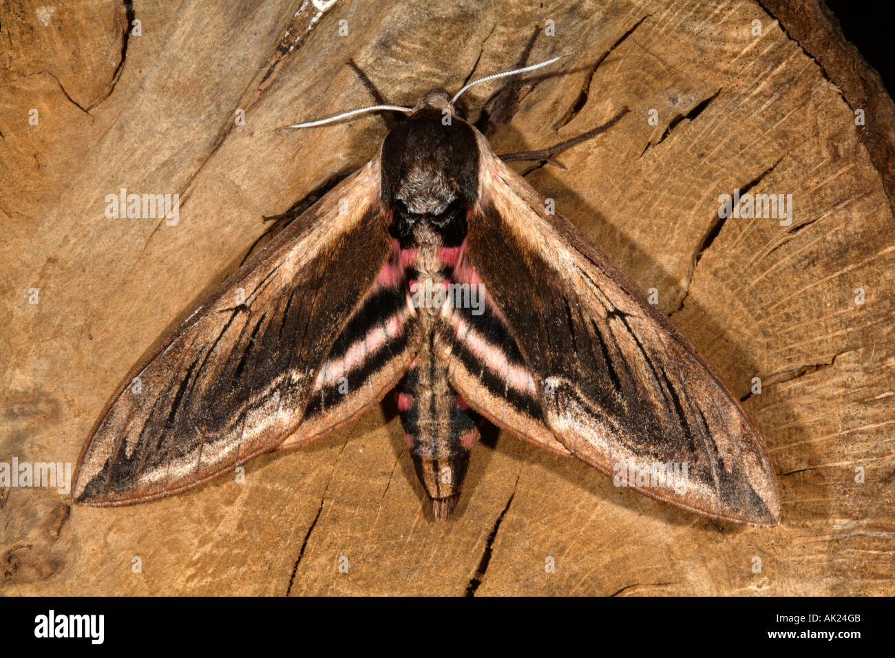 Liguster Hawkmoth Sphinx Ligustri Sommer cornwall Stockfoto