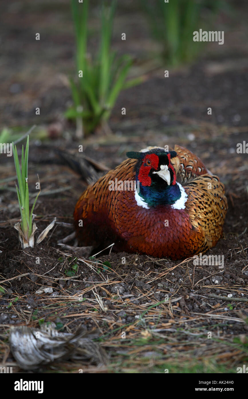 Fasan Phasianus Colchicus männlichen Staub baden cornwall Stockfoto