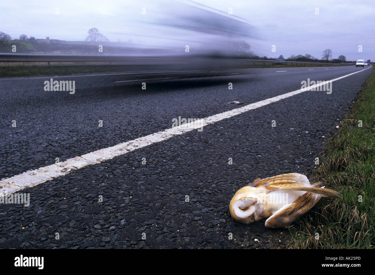 Schleiereule Tyto Alba tot an der Seite einer Straße A303 Stockfoto