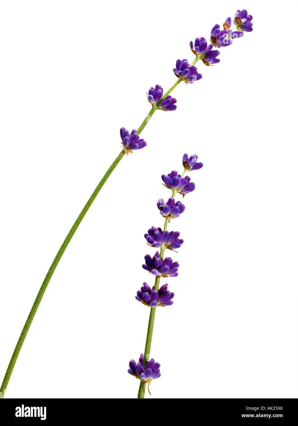 Lavendel Stockfoto