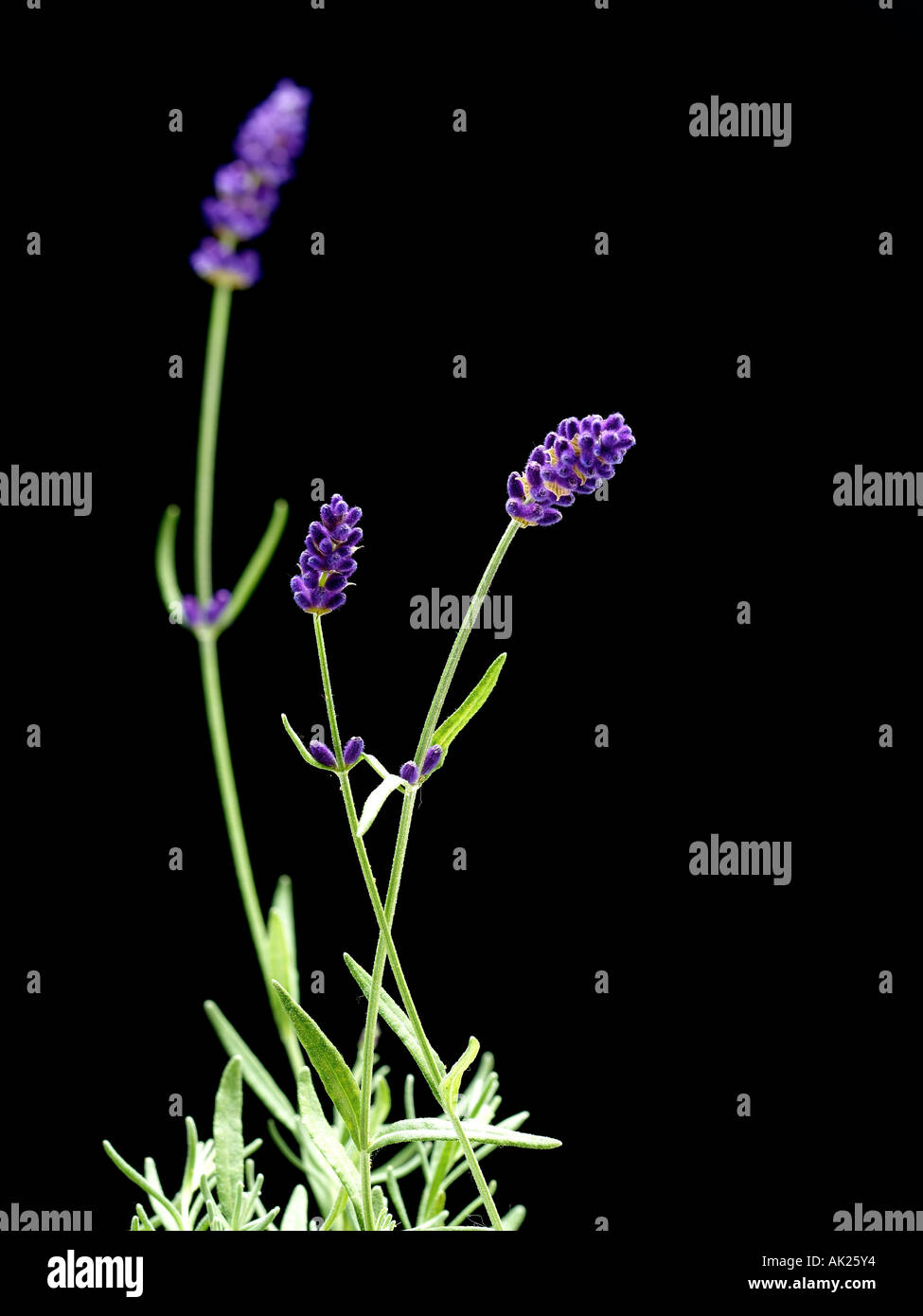 Lavendel Stockfoto