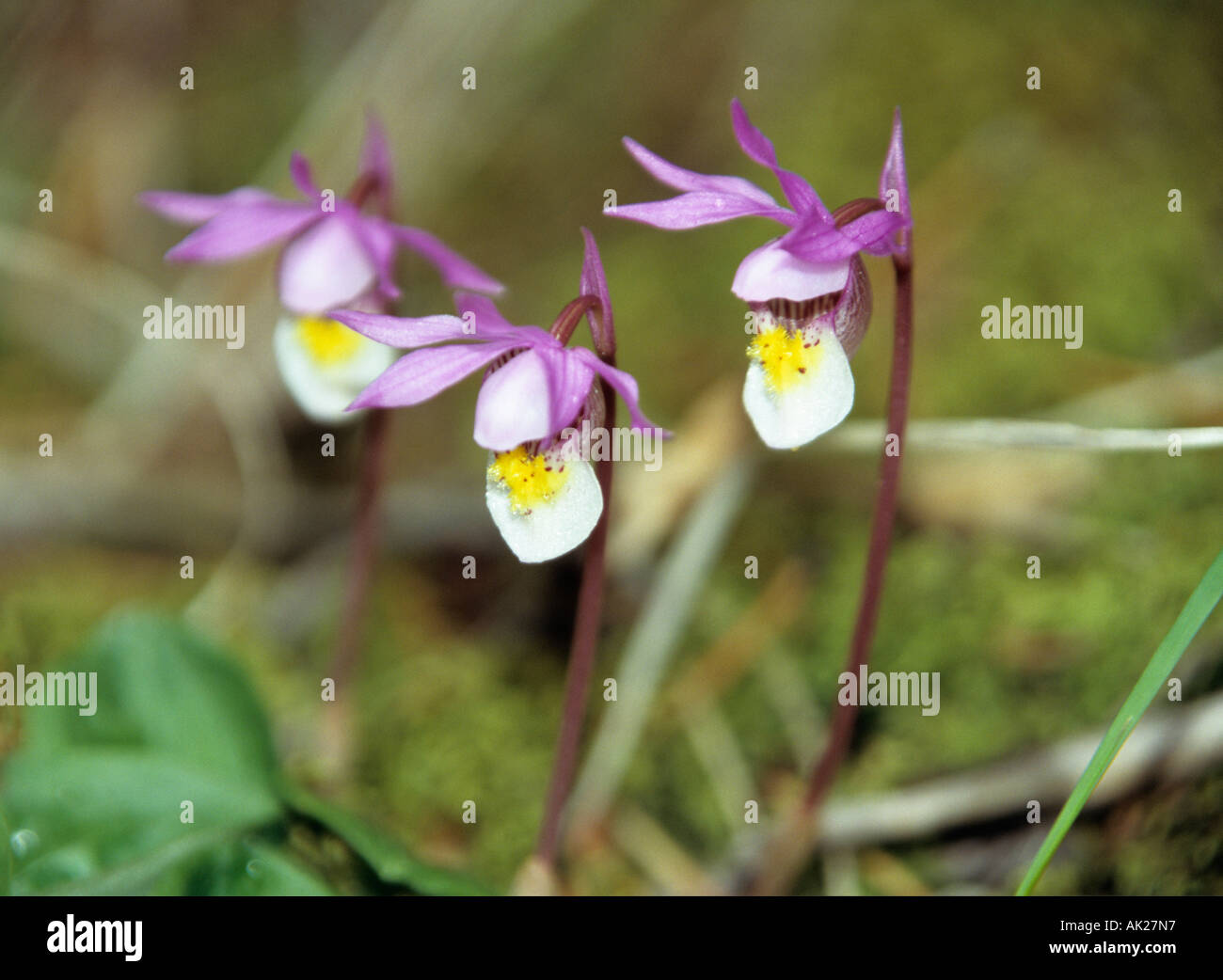BANFF NATIONAL PARK Alberta Kanada Juni Calypso Orchidee Calypso Bulbosa auch bekannt als Fee oder Venus Pantoffel Stockfoto