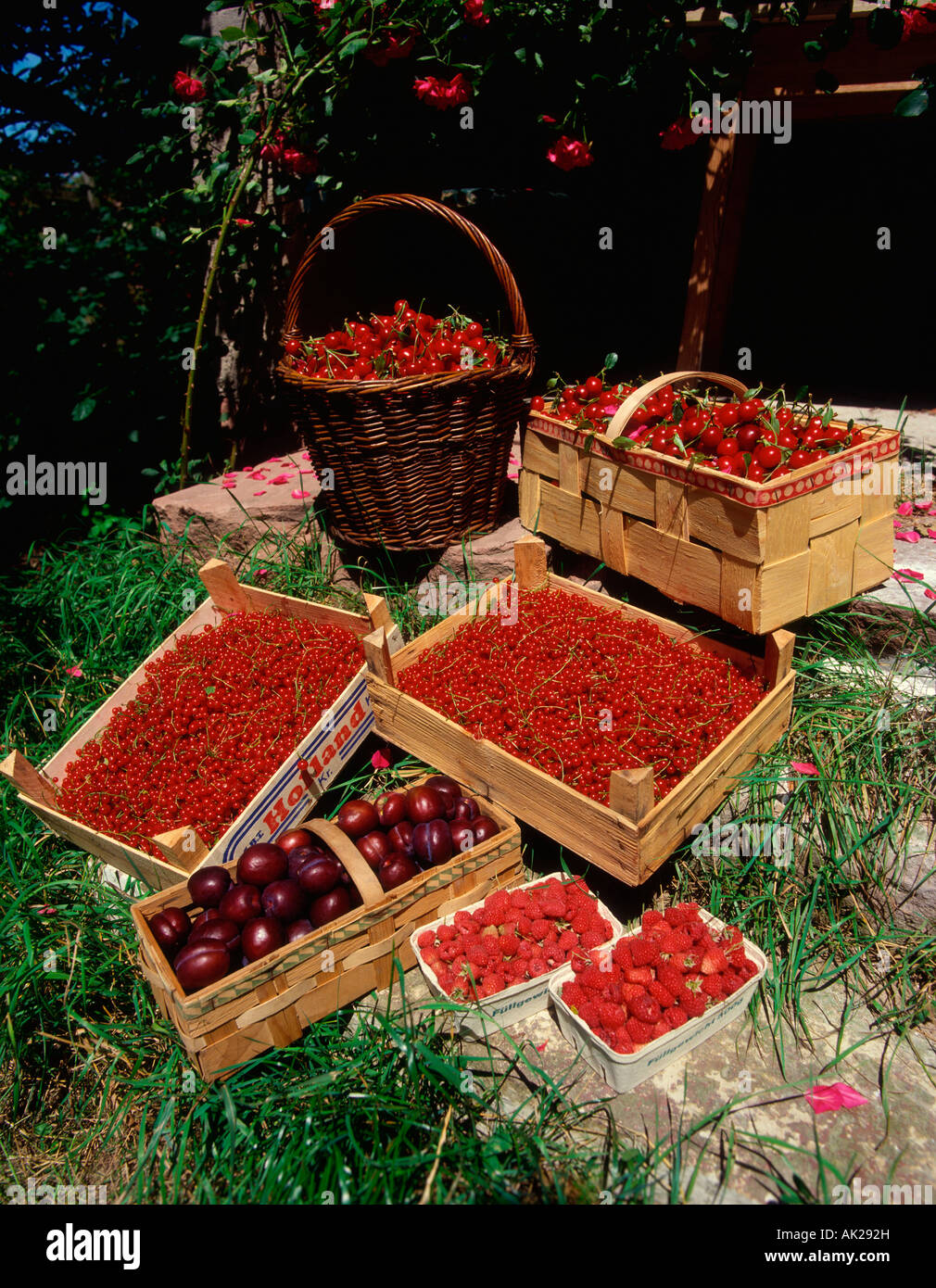 Beeren-Ernte Stockfoto