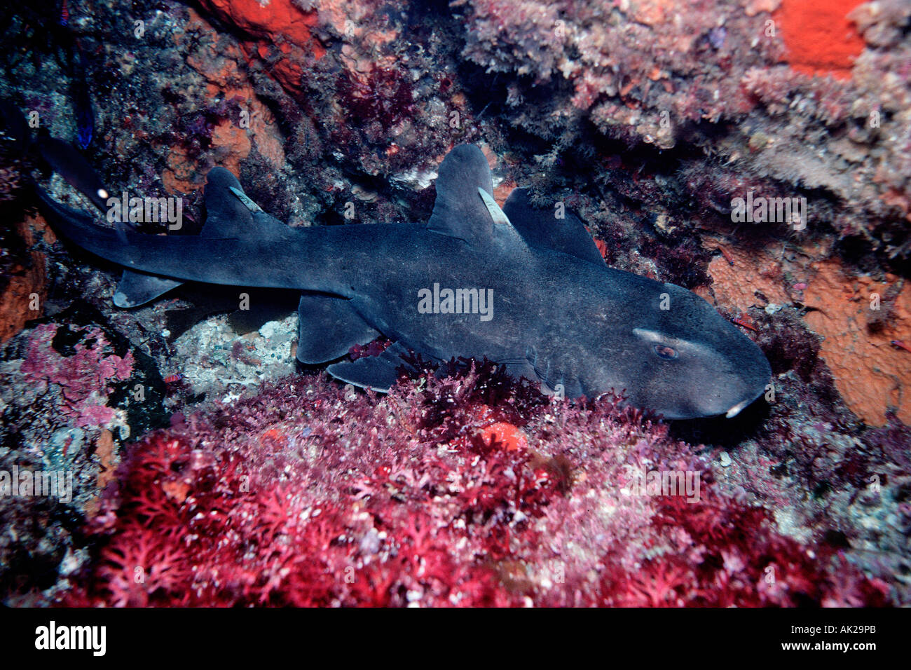 Groppe Hai Stockfotos Und Bilder Kaufen Alamy