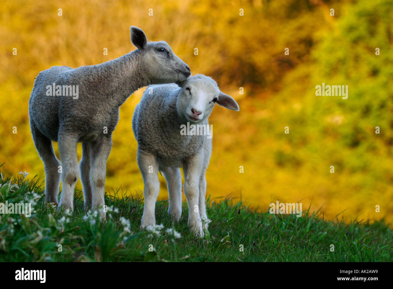 Tier flüstern Stockfoto