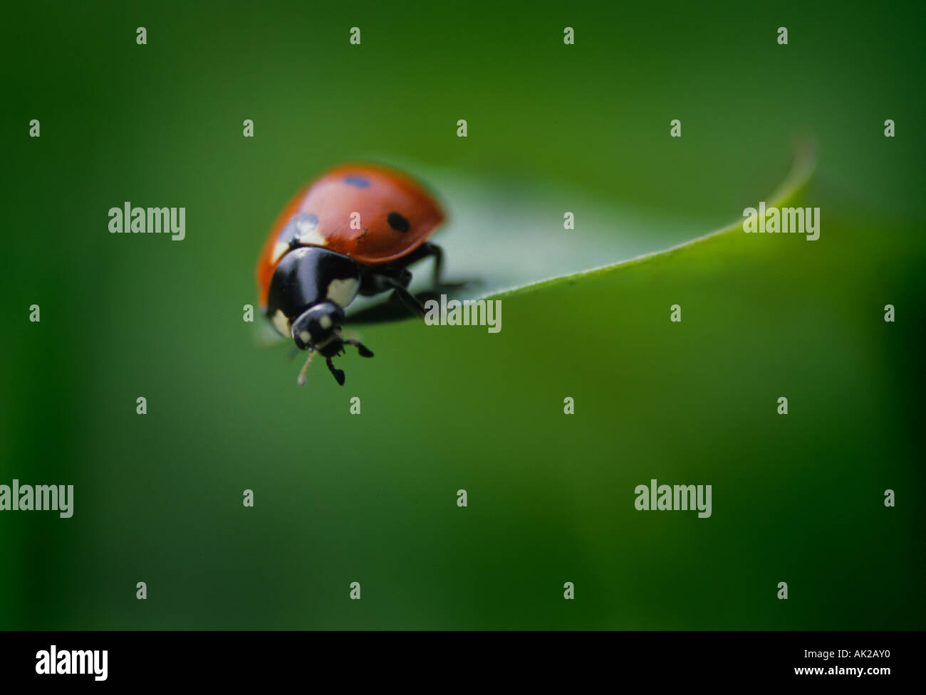 Marienkäfer - coccinellidae Stockfoto