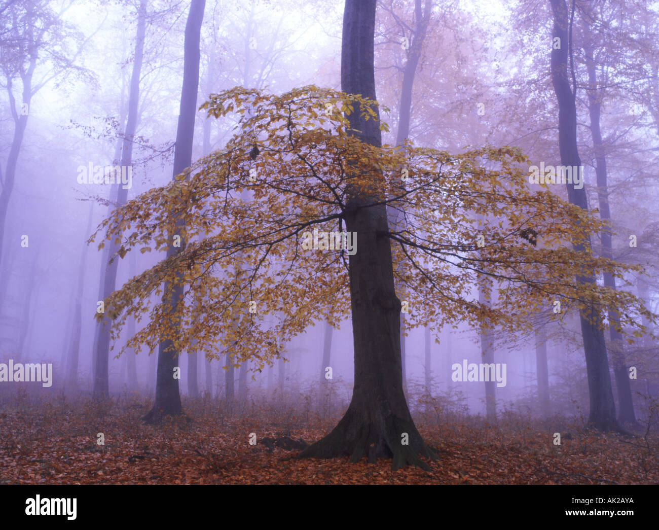 Ein Dach von treibt - Nebel in einem herbstlichen Wald Stockfoto