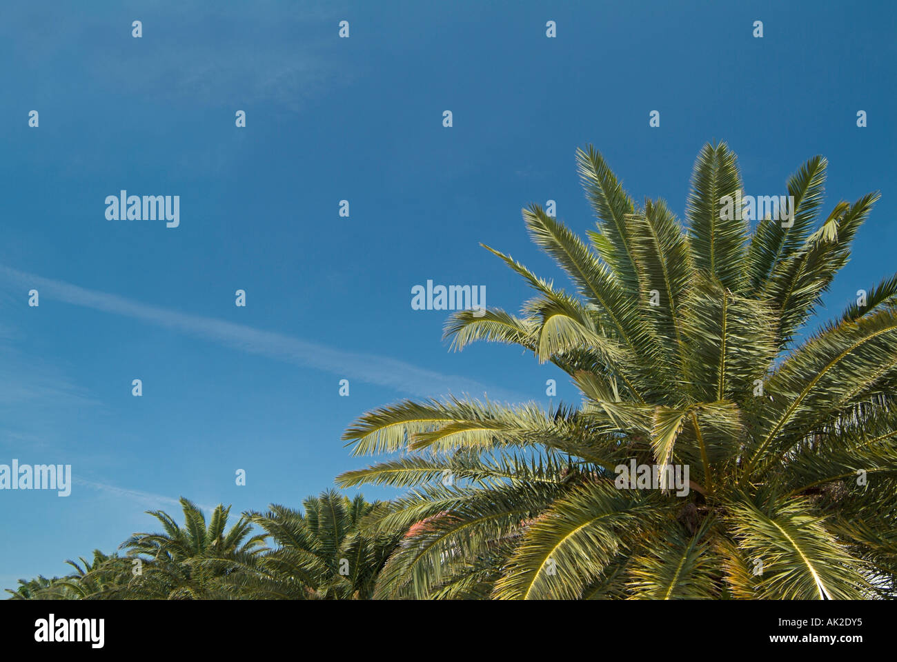 Palm Tree Tops vor einem blauen Himmel in ein tropisches Reiseziel Stockfoto