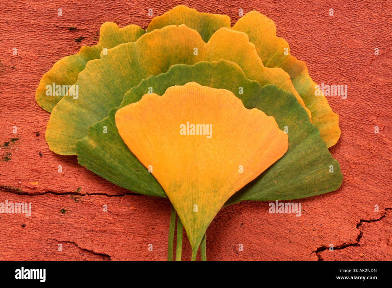 Tausend Baum Stockfoto