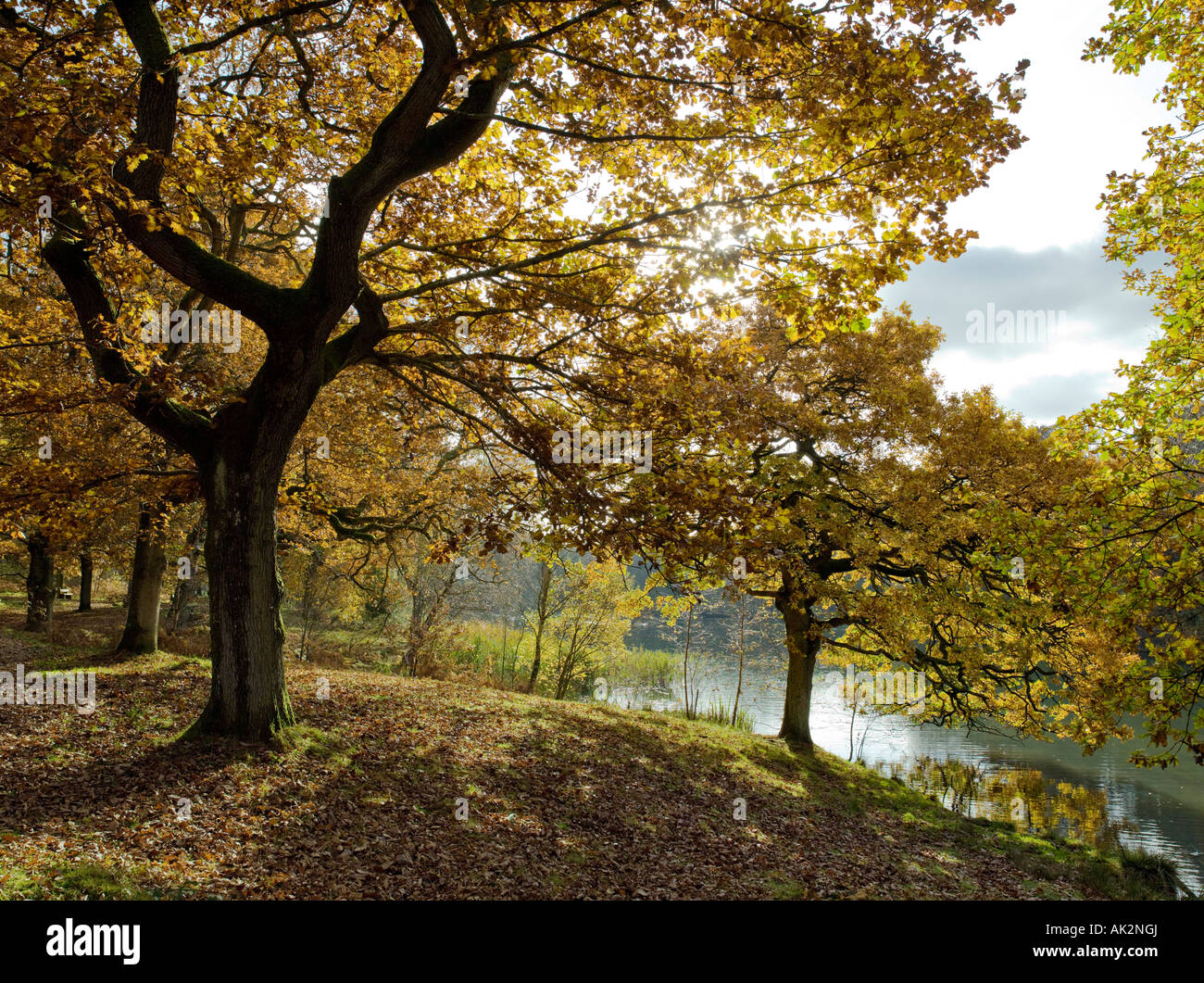 HERBST FARBEN ROYAL FOREST OF DEAN GLOUCESTERSHIRE Stockfoto