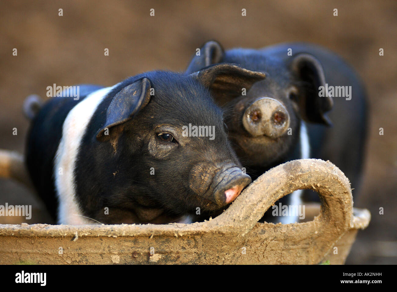 Freerange britische Saddleback Ferkel - Oxfordshire, Vereinigtes Königreich Stockfoto
