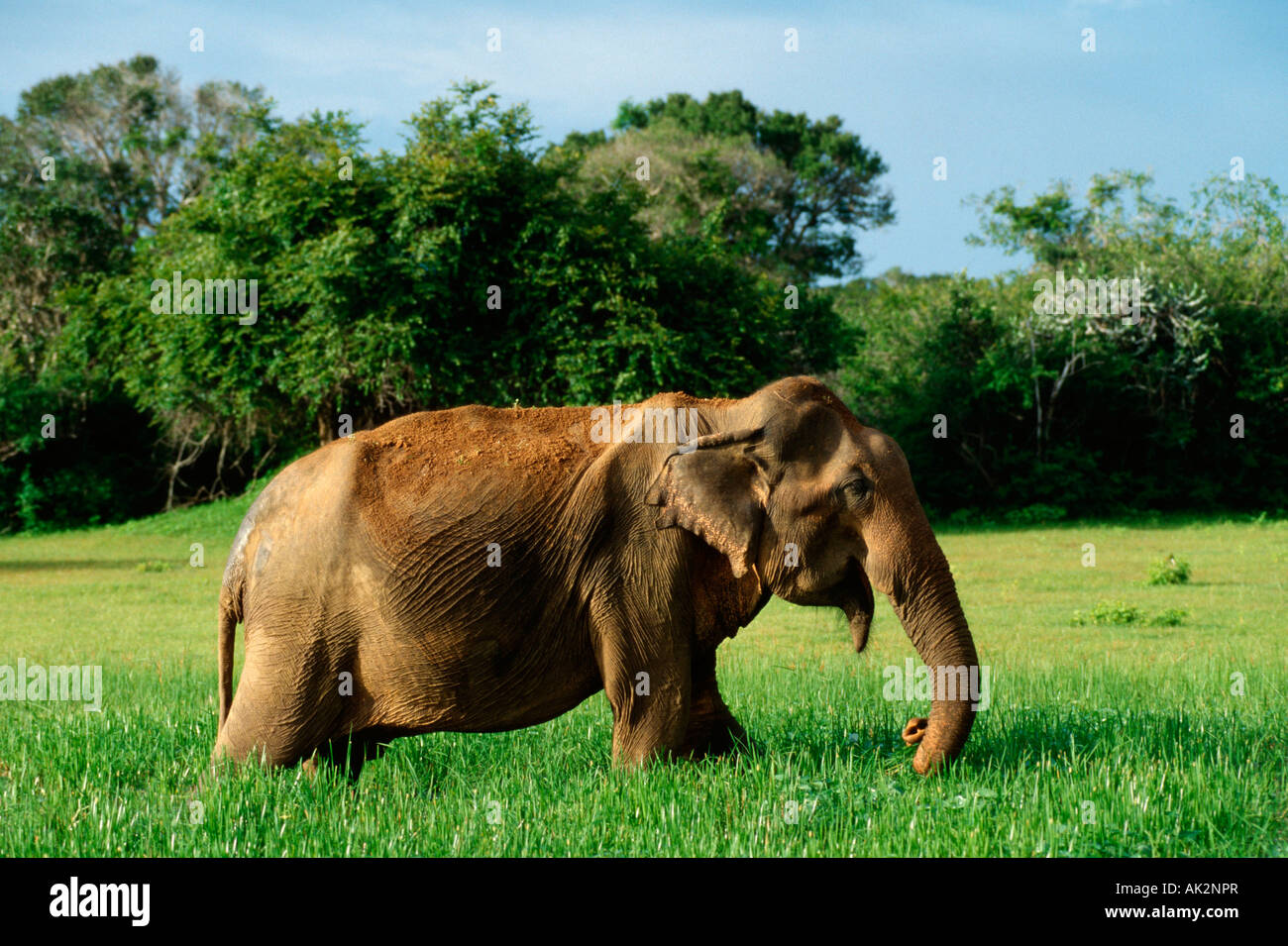 Indischer Elefant Stockfoto