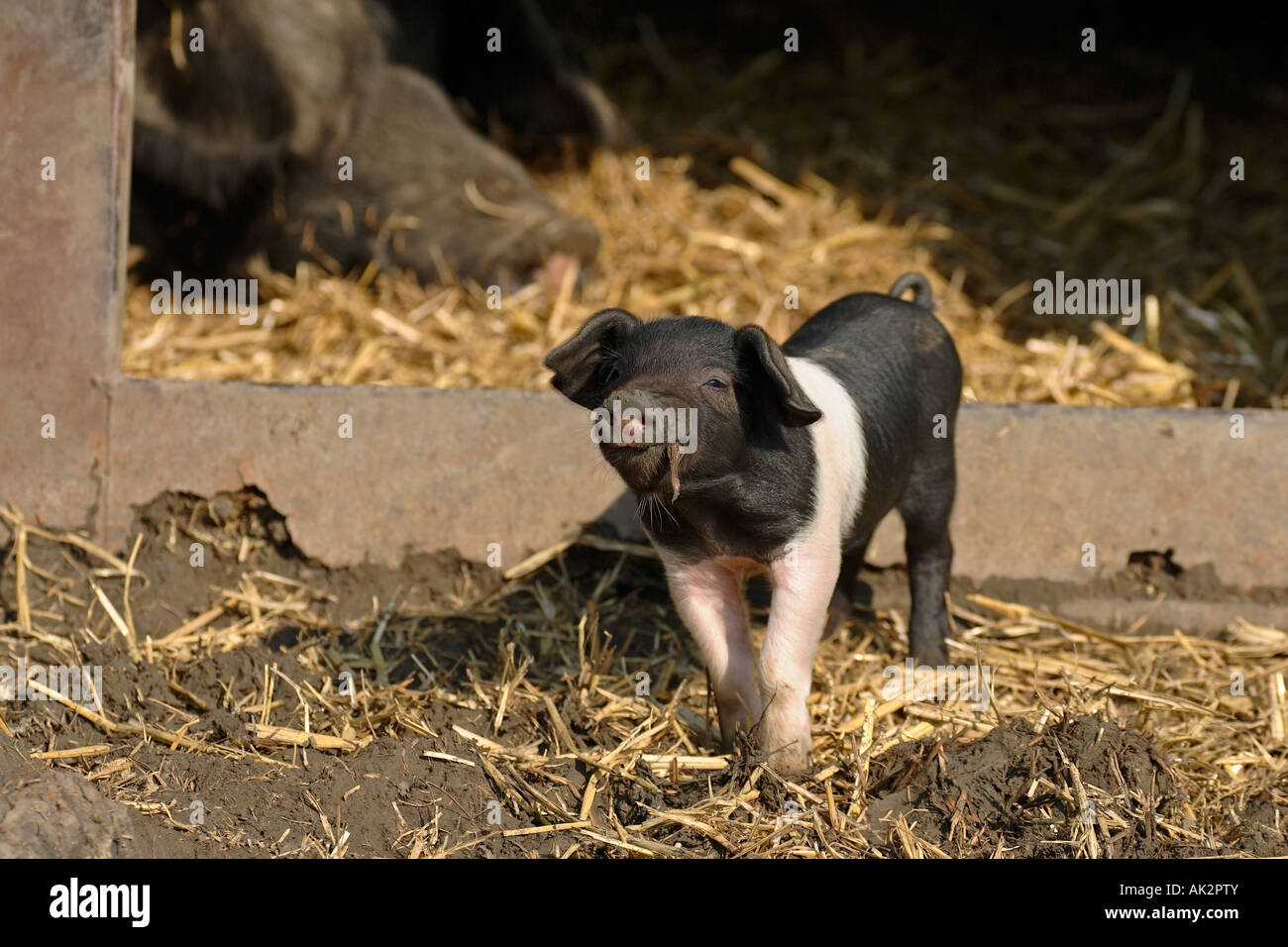 Freerange britische Saddleback Ferkel - Oxfordshire, Vereinigtes Königreich Stockfoto