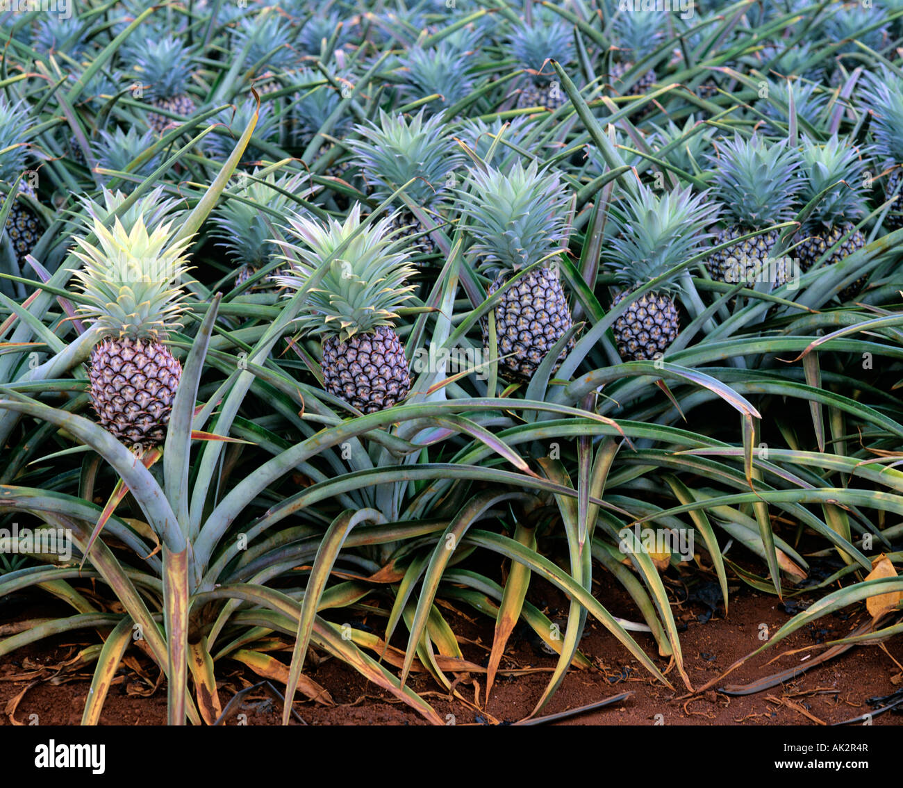 Pineapple plantation Fotos und Bildmaterial in hoher Auflösung Alamy