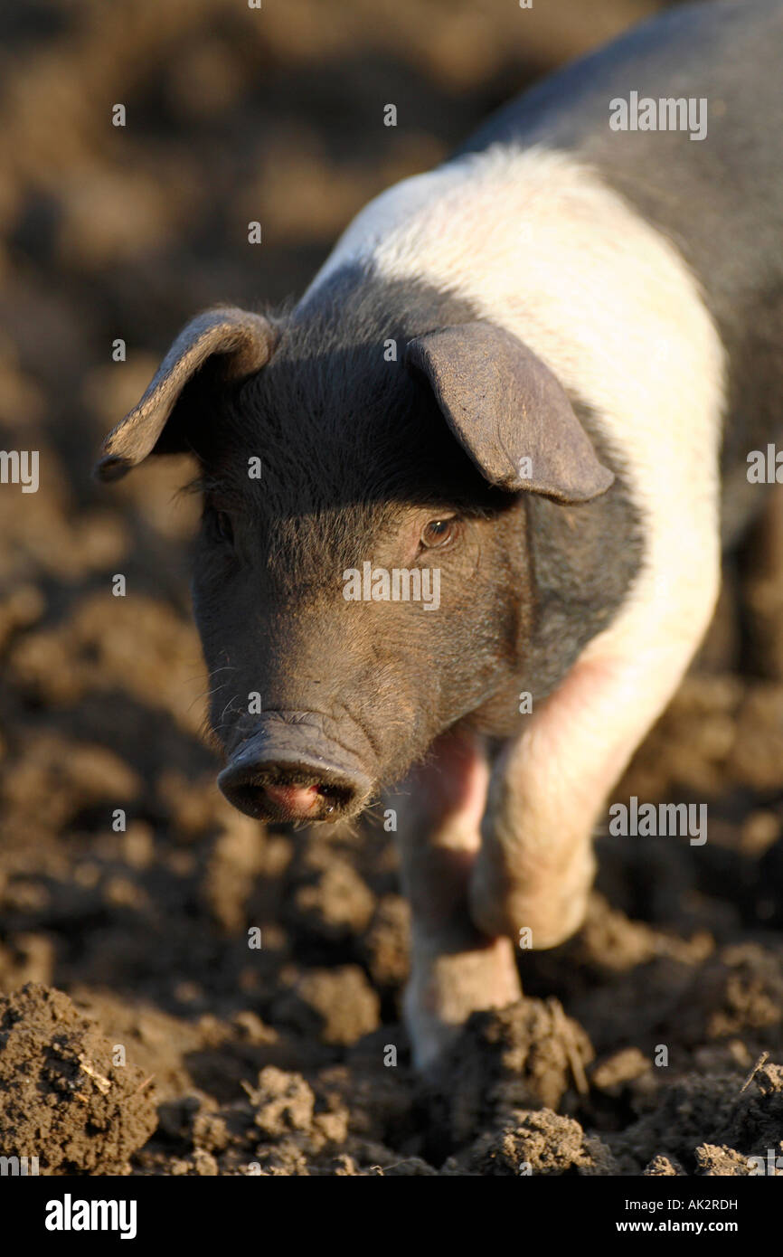 Freerange britische Saddleback Ferkel - Oxfordshire, Vereinigtes Königreich Stockfoto