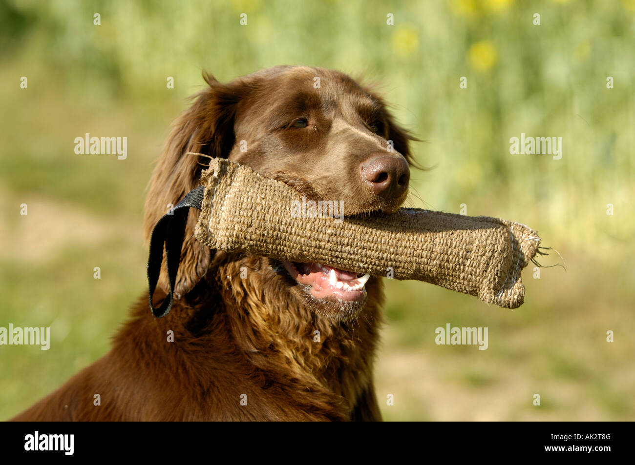 Deutsch Langhaar Zeiger Stockfoto