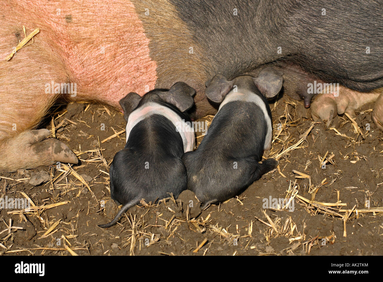 Freerange britische Saddleback Ferkel füttern - Oxfordshire, Vereinigtes Königreich Stockfoto