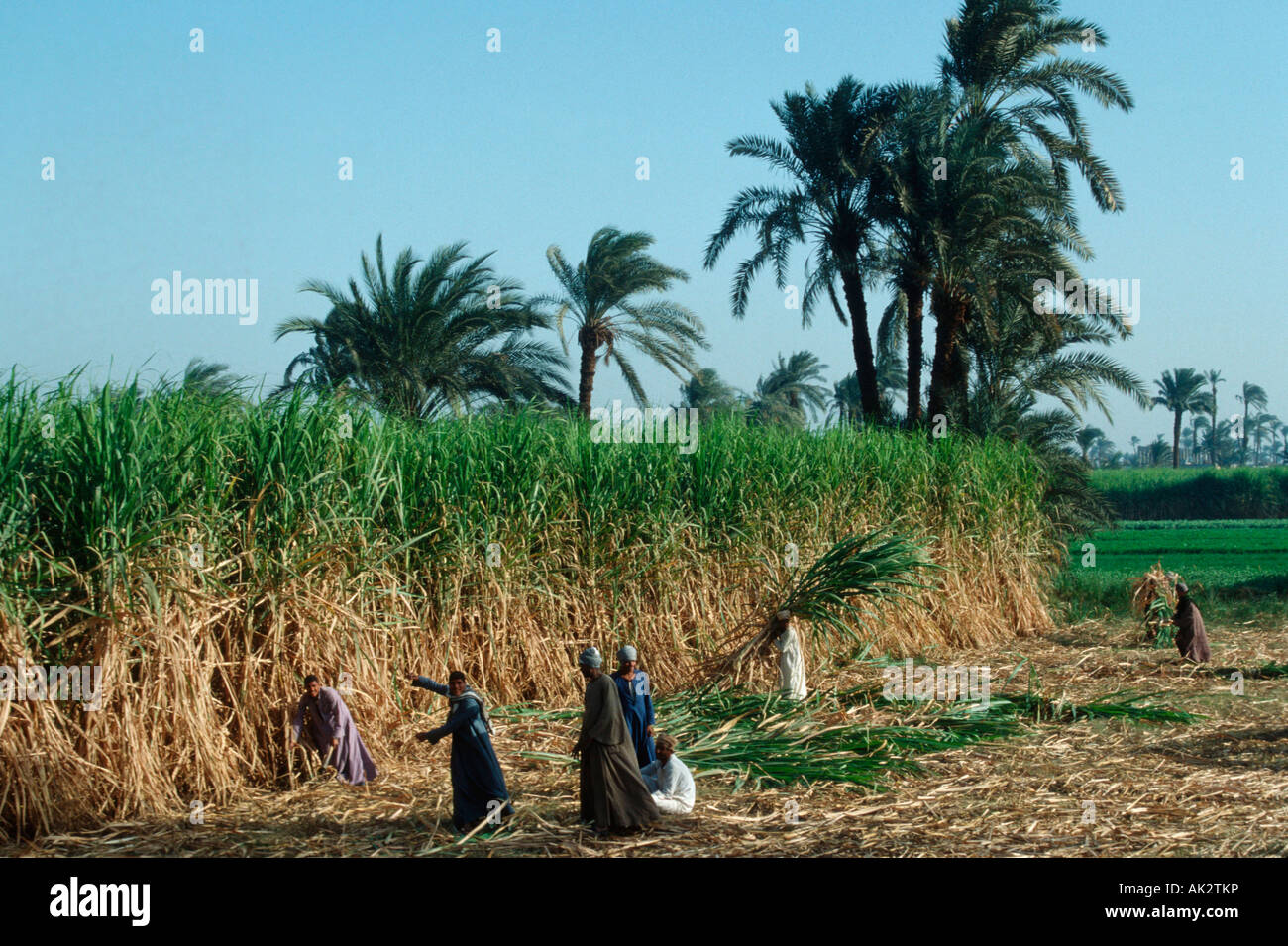 Bauern bei der Feldarbeit, Abydos Stockfoto