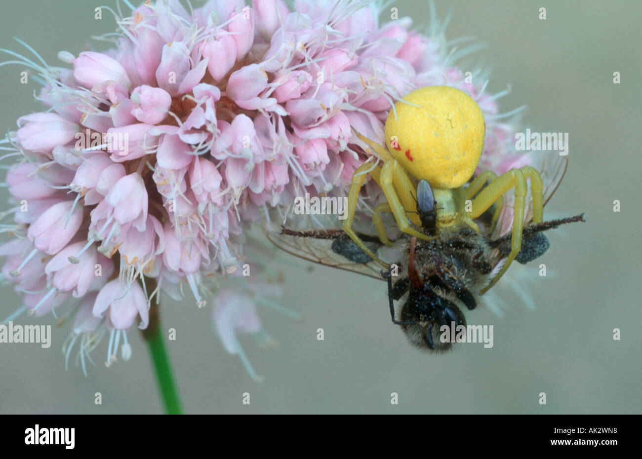 Weibliche Krabbenspinne (Misumena Vatia) und fliegen ernähren sich von einer Honigbiene (Apis Mellifera). Stockfoto