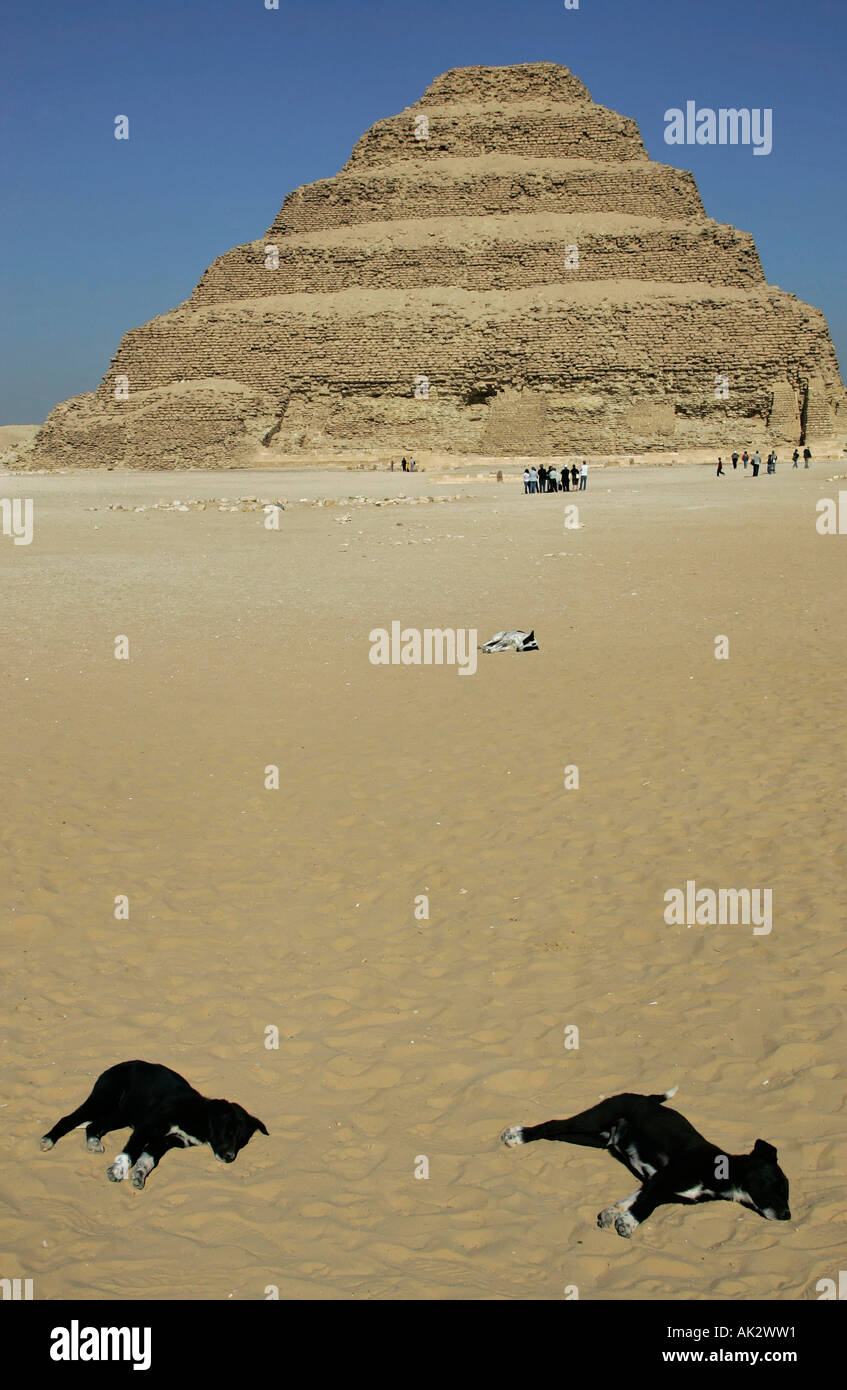 Drei streunende Hunden liegen in der Sonne vor dem Schritt Pyramide des Djoser (Zoser), Sakkara, Ägypten Stockfoto