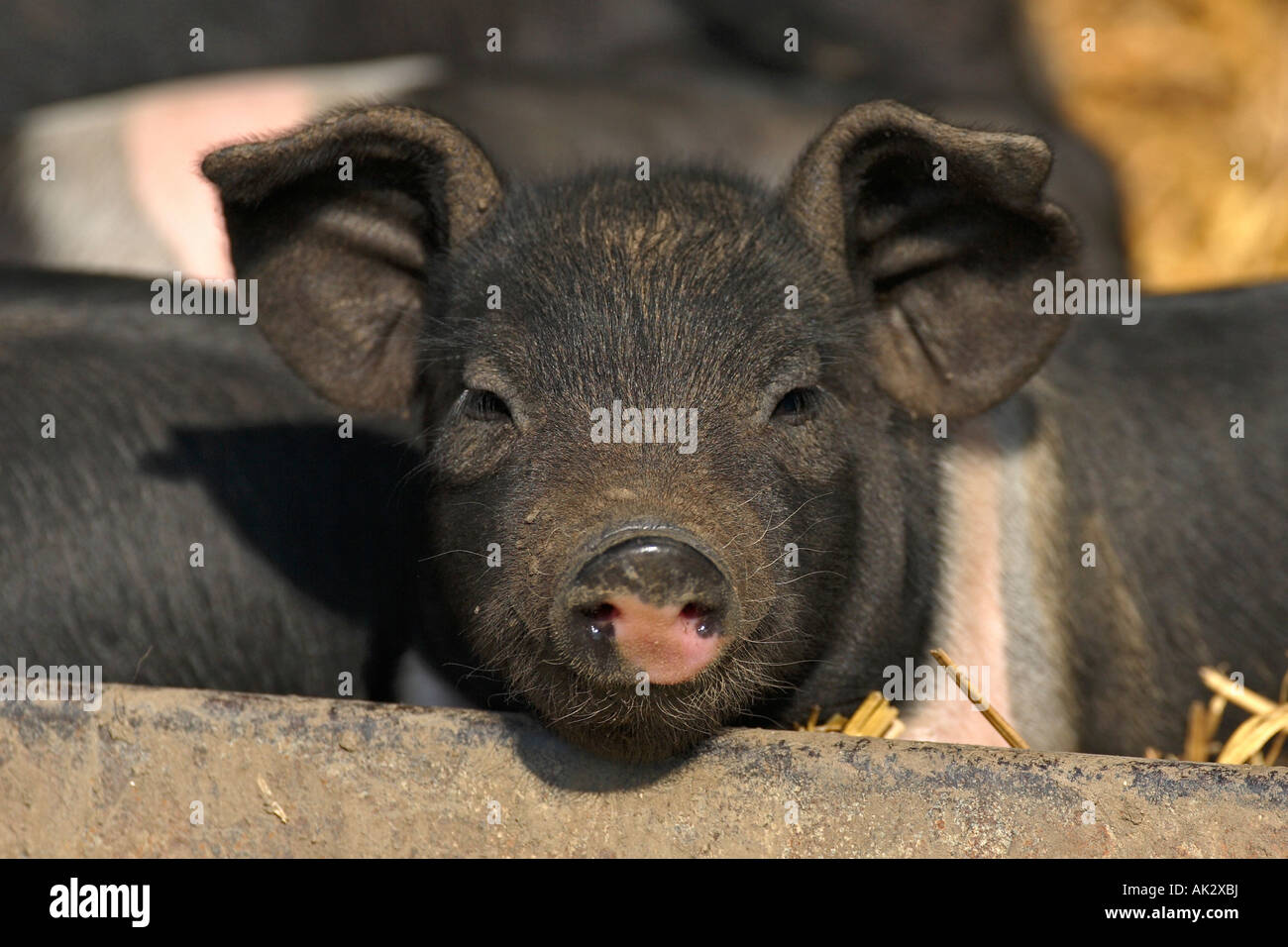 Freerange britische Saddleback Ferkel - Oxfordshire, Vereinigtes Königreich Stockfoto