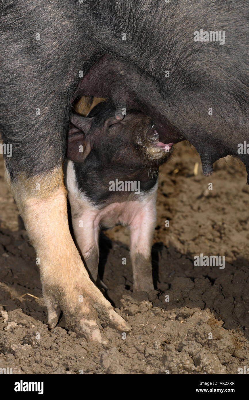 Freerange britische Saddleback Ferkel füttern - Oxfordshire, Vereinigtes Königreich Stockfoto