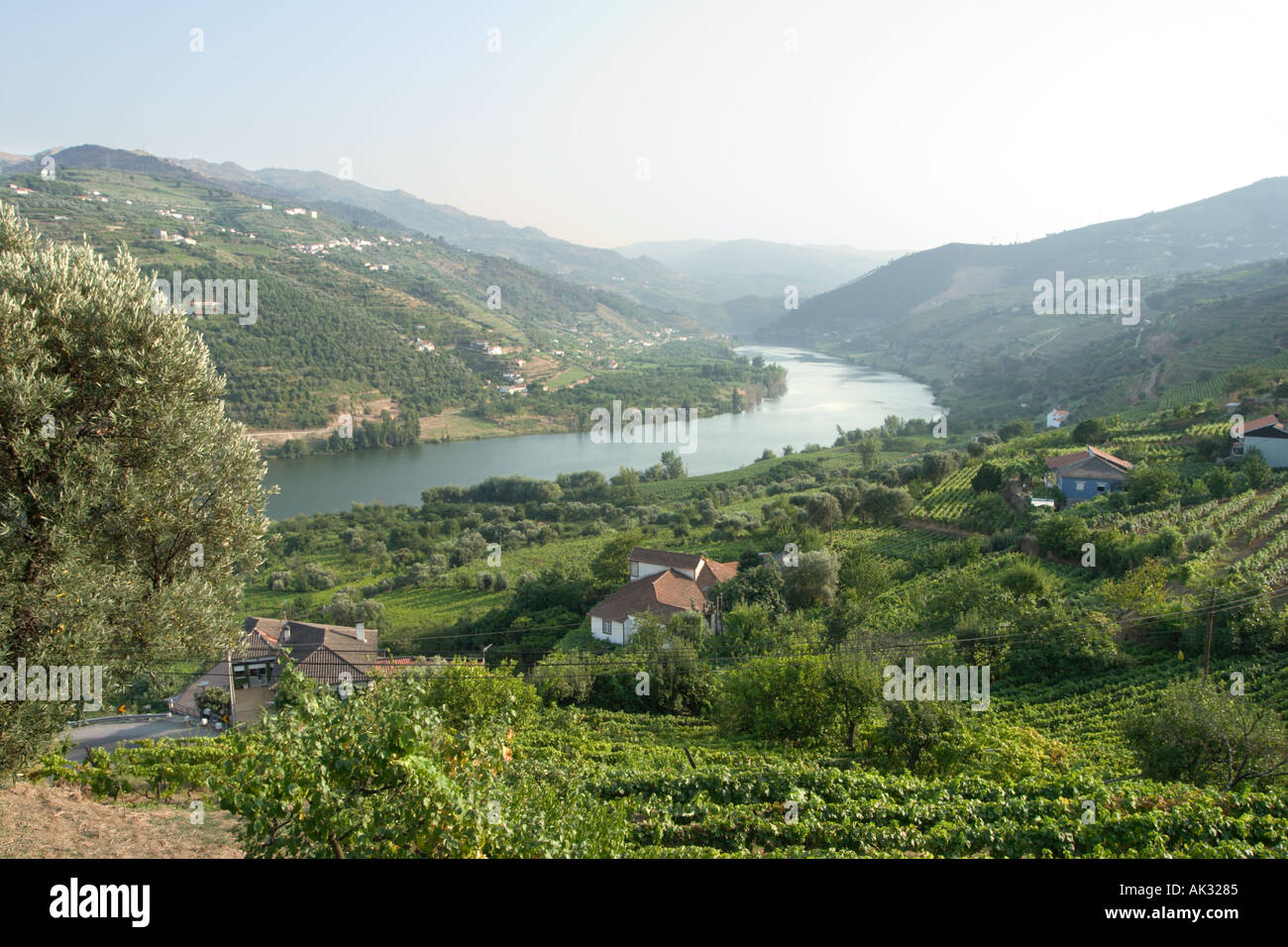 Weinberge in der Douro-Tal, Portugal Stockfoto