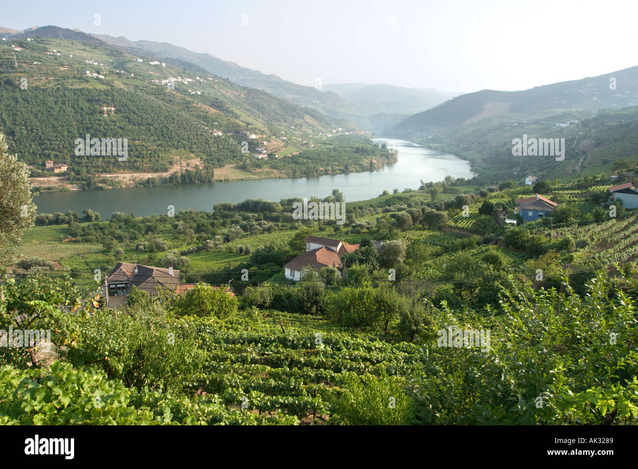 Weinberge in der Douro-Tal, Portugal Stockfoto