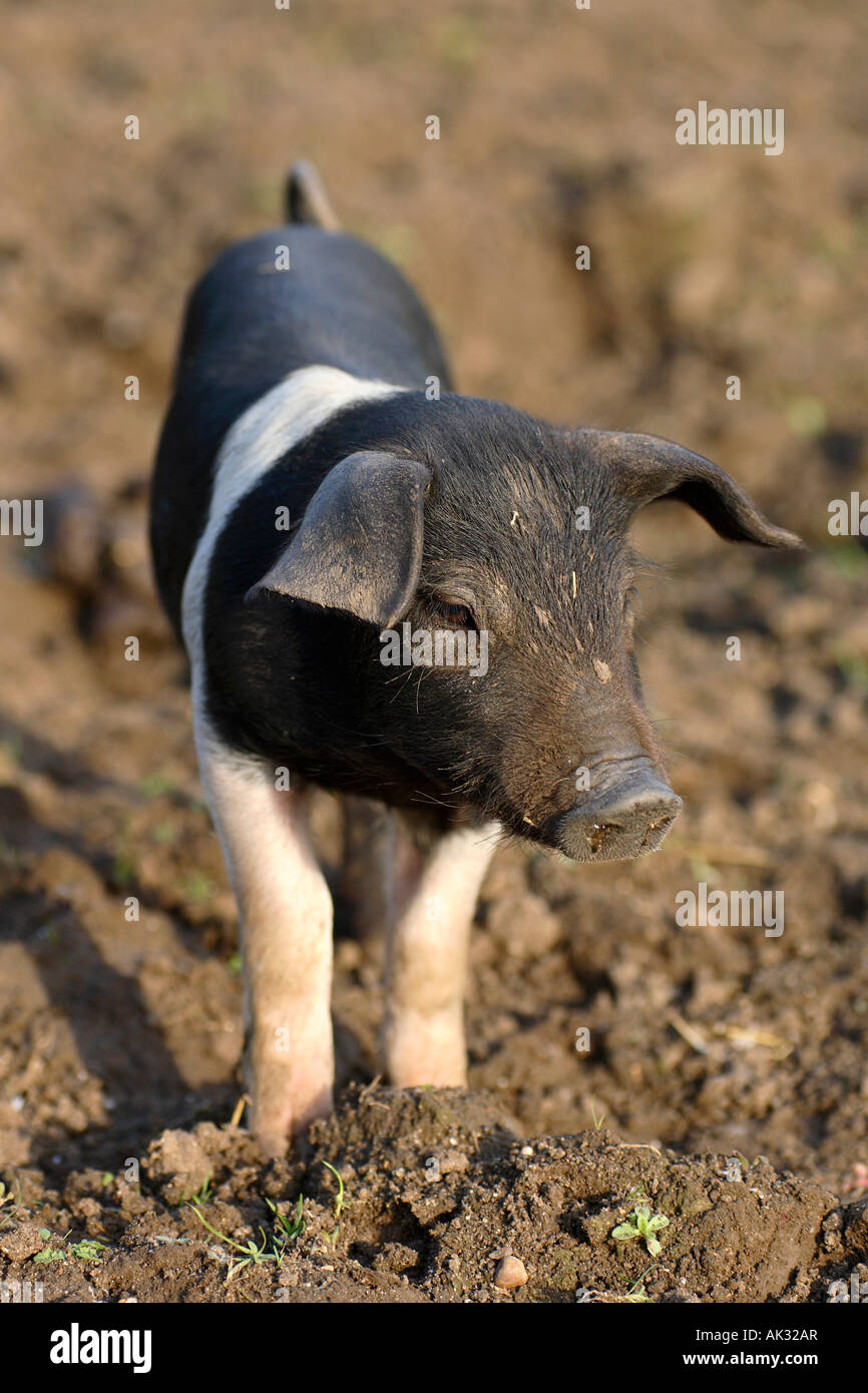Freerange britische Saddleback Ferkel - Oxfordshire, Vereinigtes Königreich Stockfoto