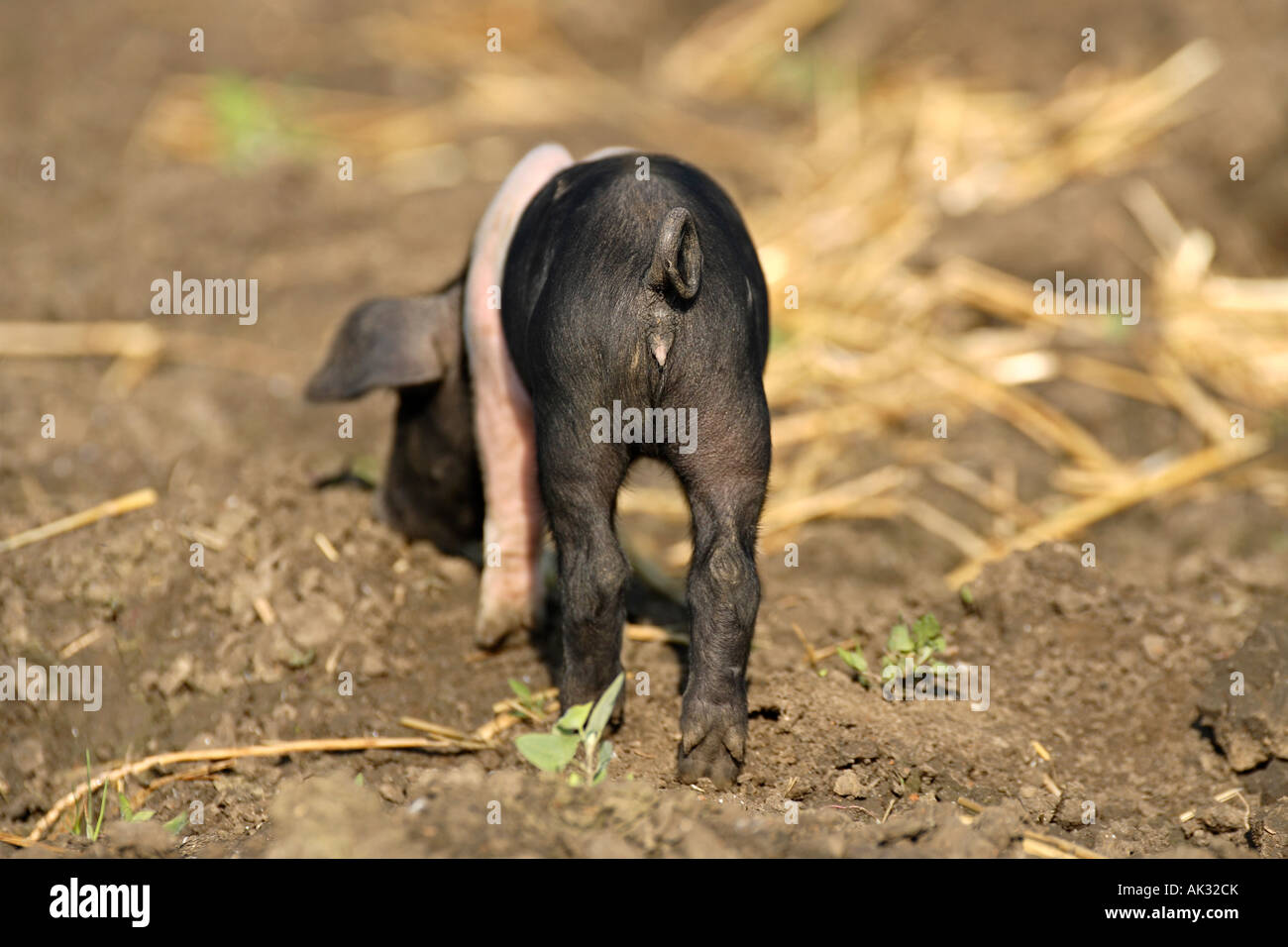 Freerange britische Saddleback Ferkel Oxfordshire UK Stockfoto