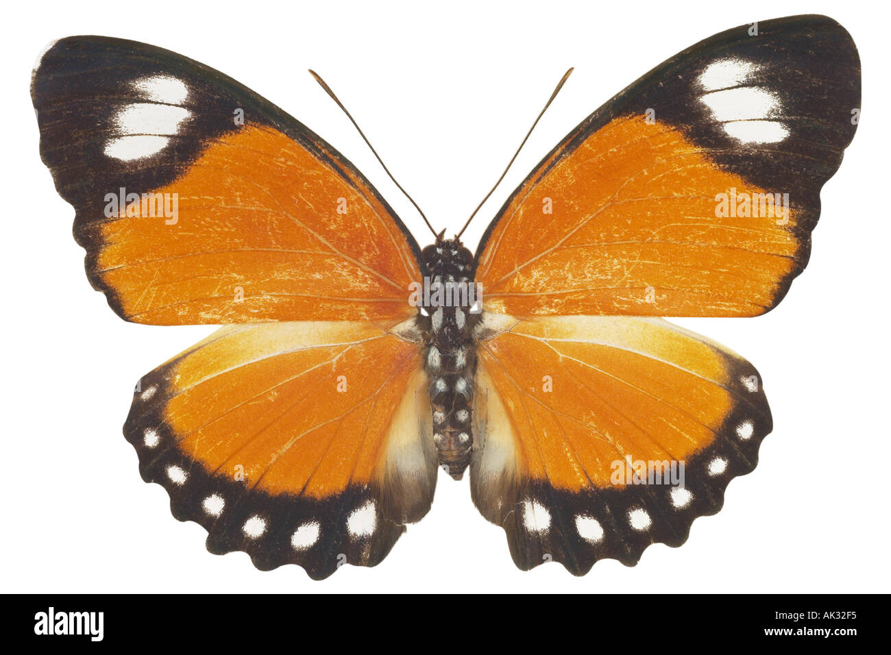 Schmetterling mit schwarzen orangefarbenen und weißen Flügeln Stockfoto