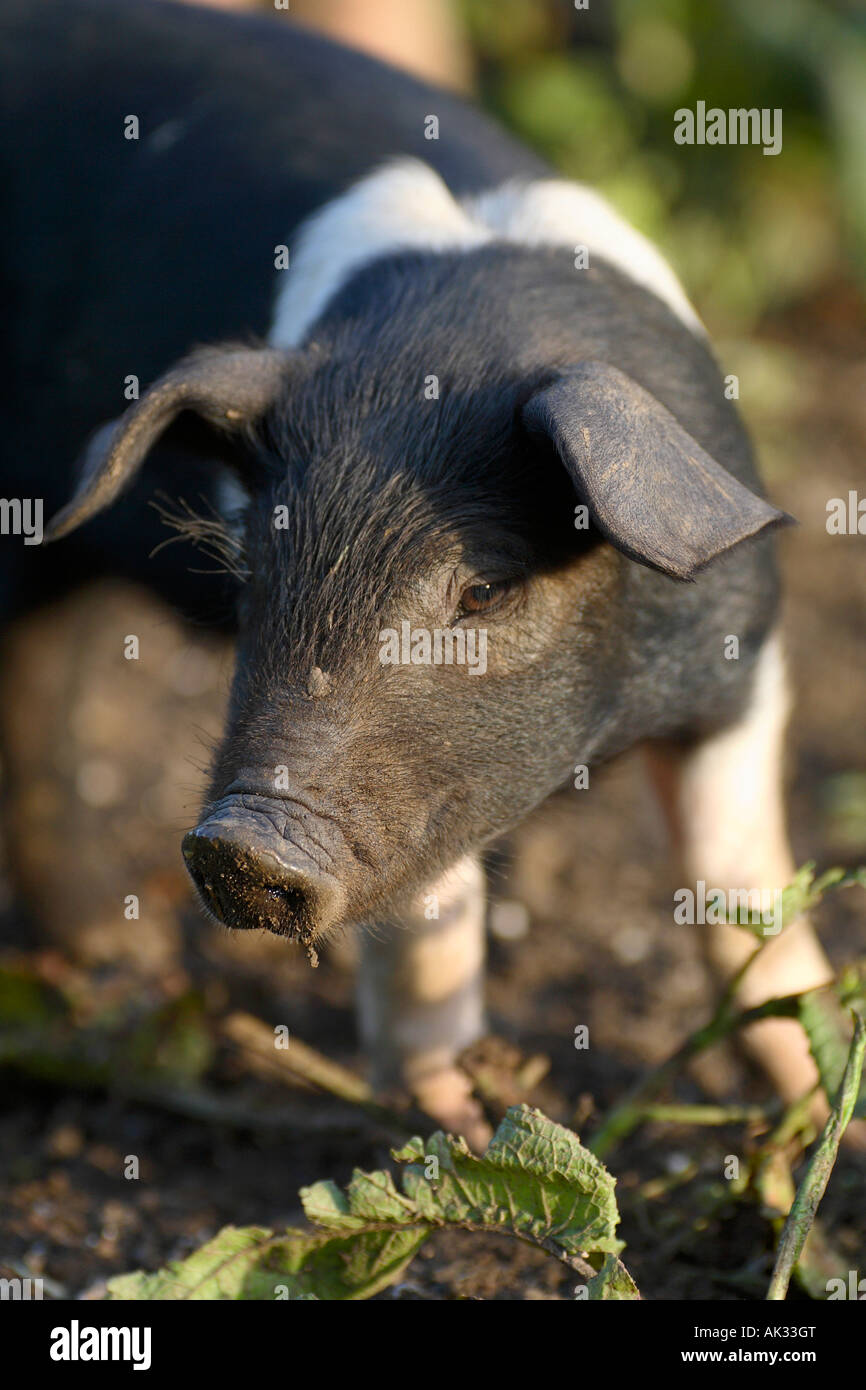 Freerange britische Saddleback Ferkel - Oxfordshire, Vereinigtes Königreich Stockfoto