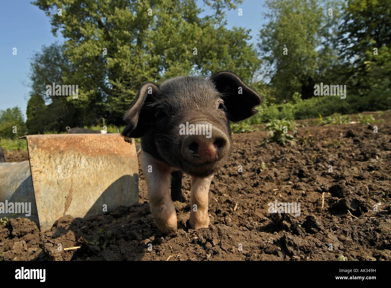 Freerange britische Saddleback Ferkel - Oxfordshire, Vereinigtes Königreich Stockfoto