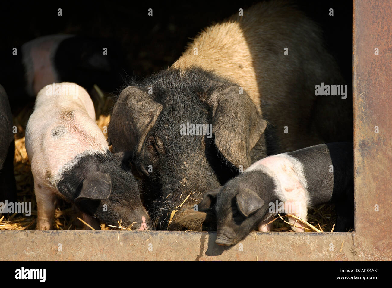 Freerange britische Saddleback Ferkel mit Mutter - Oxfordshire, Vereinigtes Königreich Stockfoto