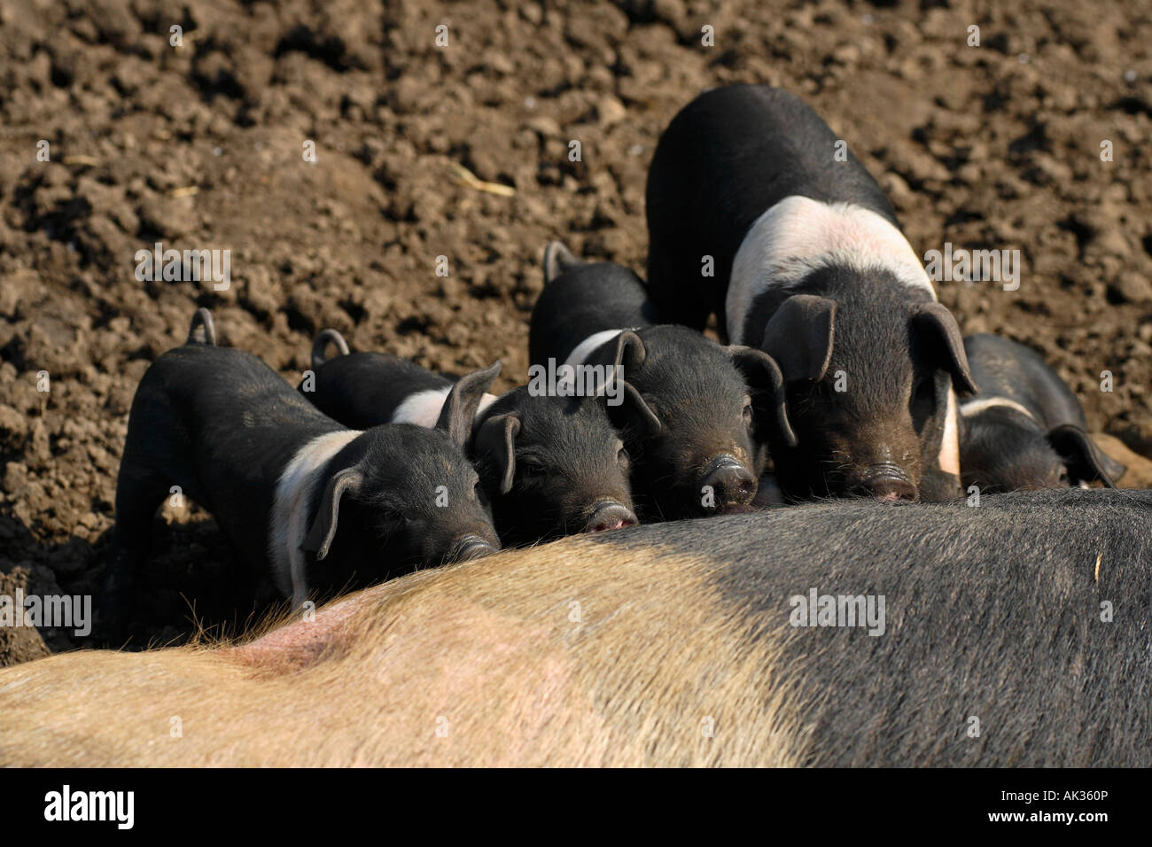 Freerange britische Saddleback Ferkel füttern - Oxfordshire, Vereinigtes Königreich Stockfoto