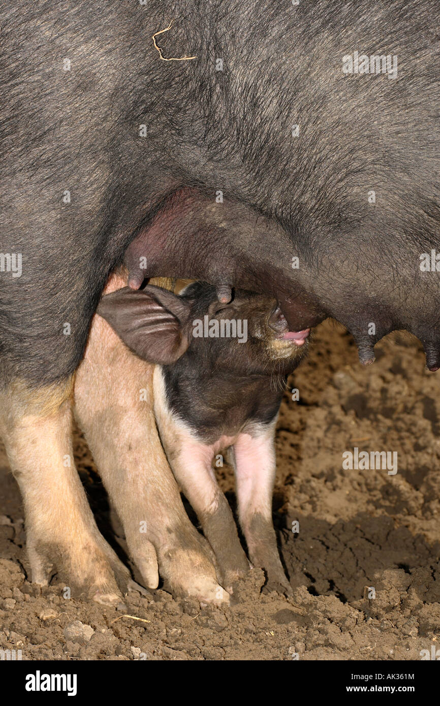 Freerange britische Saddleback Ferkel füttern - Oxfordshire, Vereinigtes Königreich Stockfoto