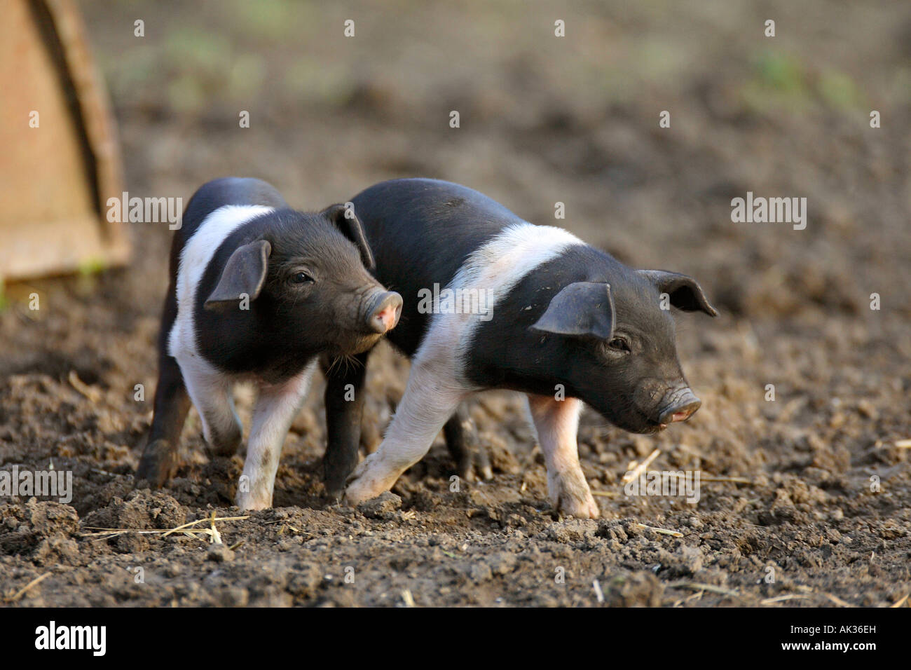 Freerange britische Saddleback Ferkel - Oxfordshire, Vereinigtes Königreich Stockfoto