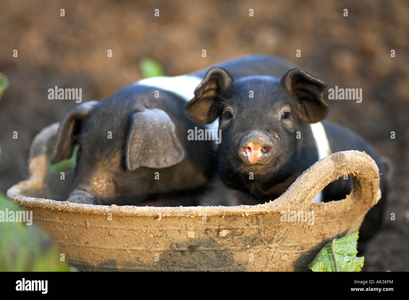 Freerange britische Saddleback Ferkel - Oxfordshire, Vereinigtes Königreich Stockfoto