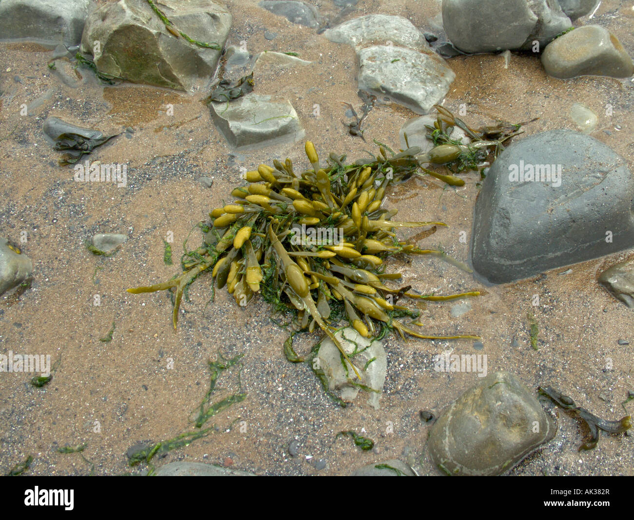 Seetang am Strand, Bladderrack Seetang Fucus Vesiculosus, marine Pflanzenwelt. Küste Küste Küste Küste Britische Küste. Lavernock Wales Stockfoto