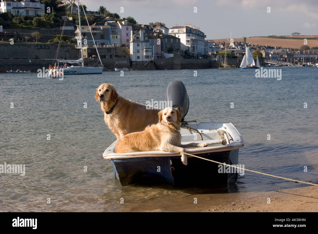 Zwei Hunde auf einem Ruderboot Thethered an der Mündung in Salcombe in South Devon. Stockfoto