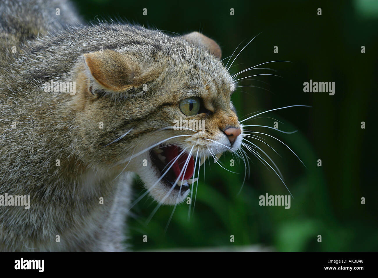 Britische Wildkatze knurrend und entblößte ihre Zähne Stockfoto