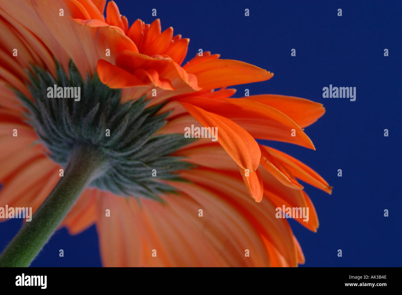 Nahaufnahme von Orange Gerbera Blume vor blauem Hintergrund Stockfoto