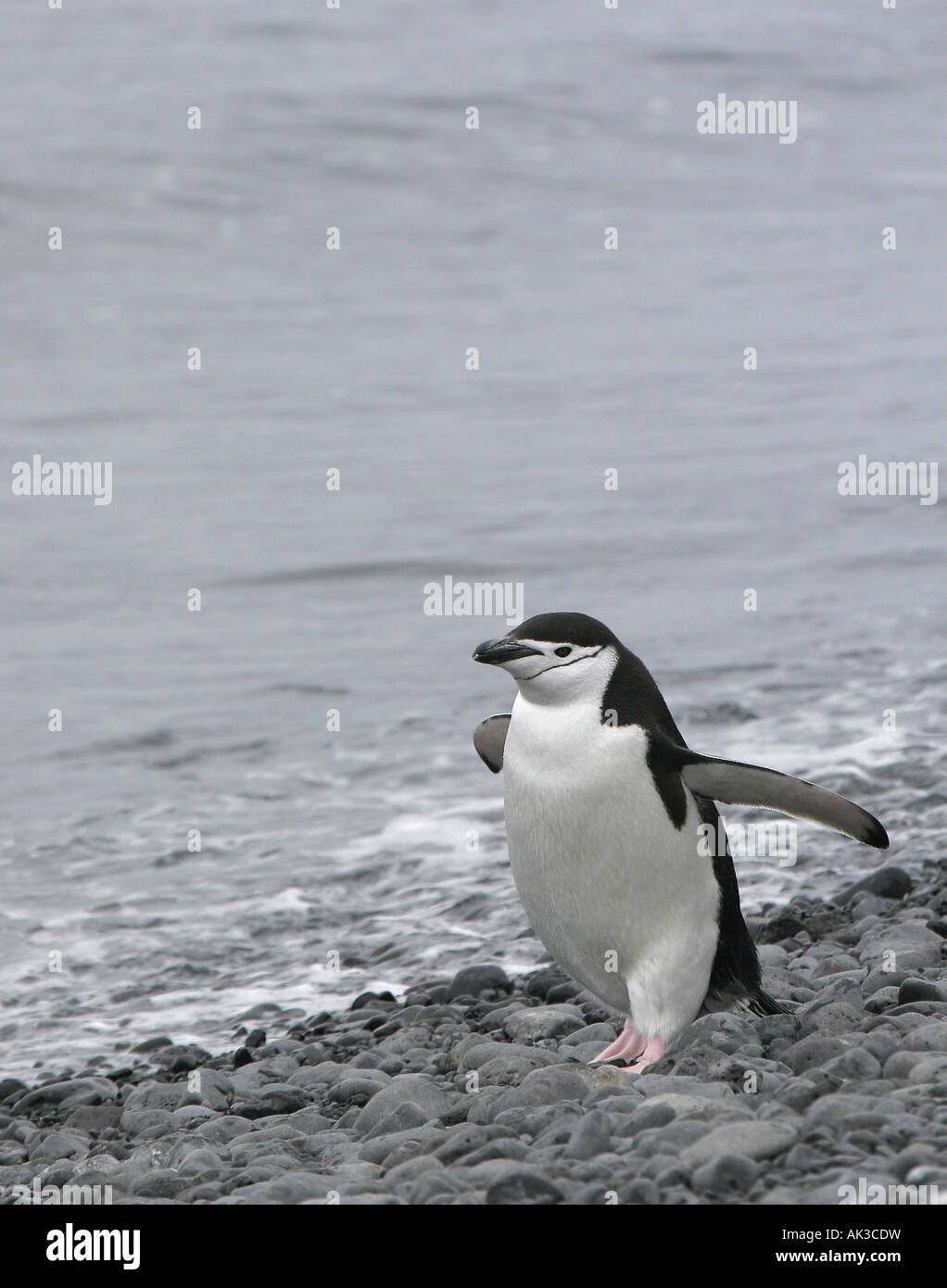 Kinnriemen Pinguin laufen am Strand, Antarktis Stockfoto