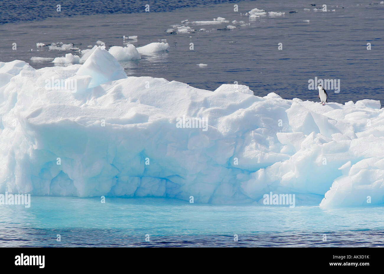 Einsamer Kinnriemen Pinguin auf Eisberg in der Nähe von antarktische Halbinsel Stockfoto